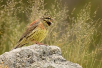 Strnad cvrcivy - Emberiza cirlus - Cirl Bunting 2849